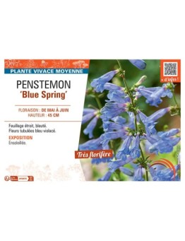PENSTEMON BLUE SPRING