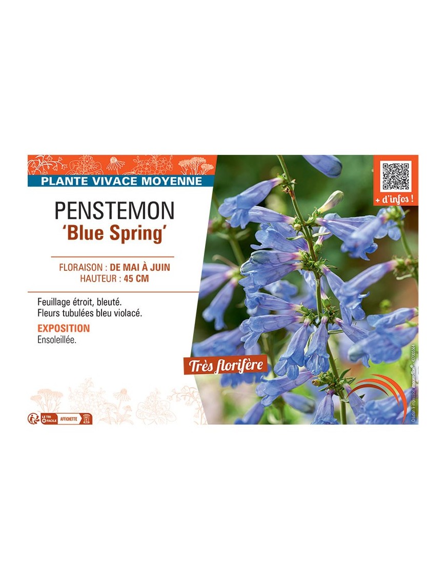 PENSTEMON BLUE SPRING