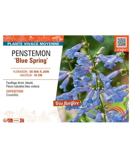 PENSTEMON BLUE SPRING