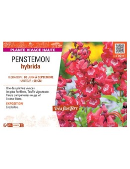 PENSTEMON HYBRIDA (rouge)