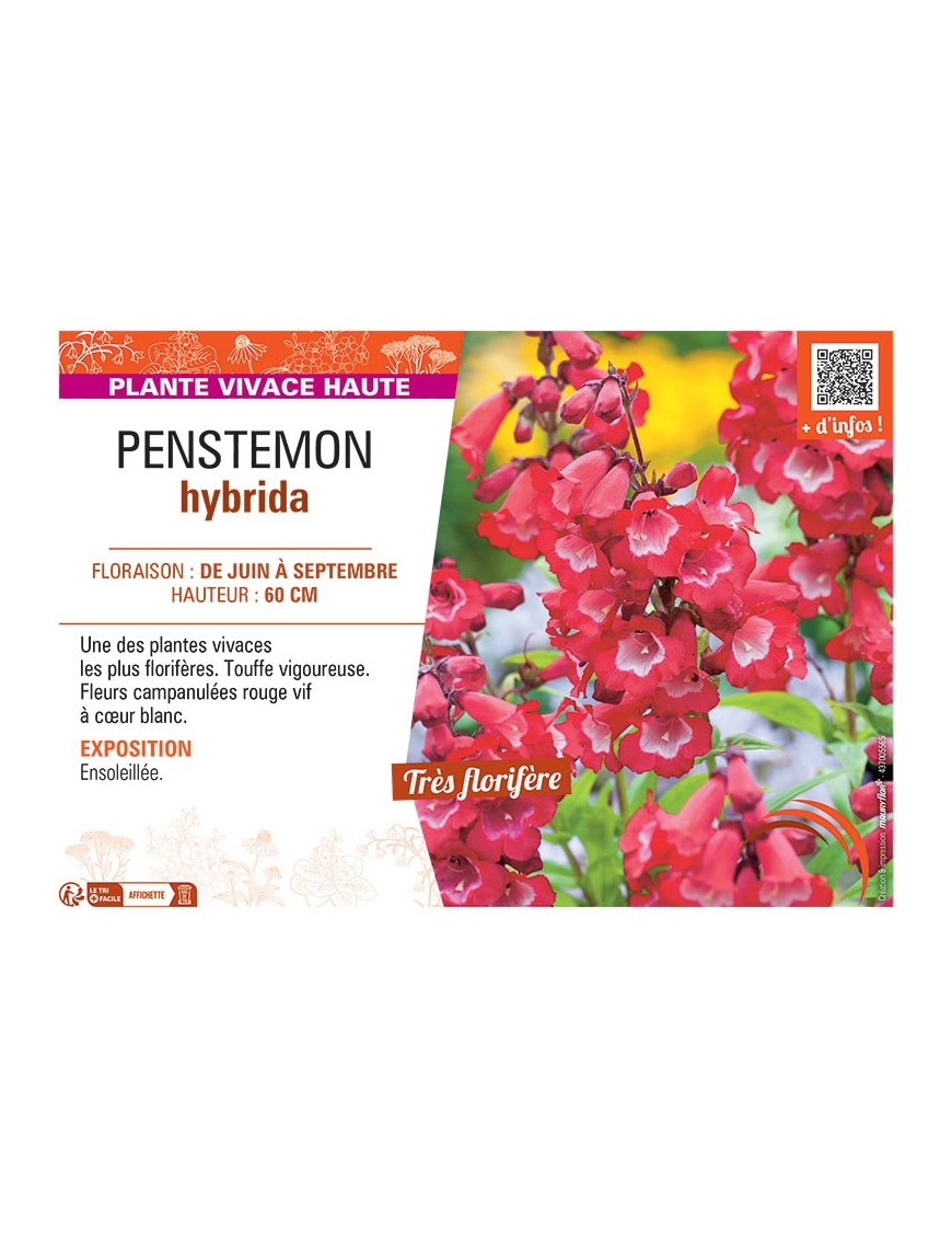 PENSTEMON HYBRIDA (rouge)