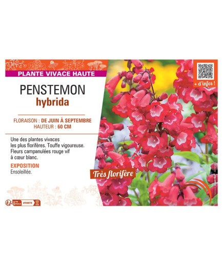 PENSTEMON HYBRIDA (rouge)
