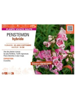 PENSTEMON HYBRIDE (blanc à cœur rouge)