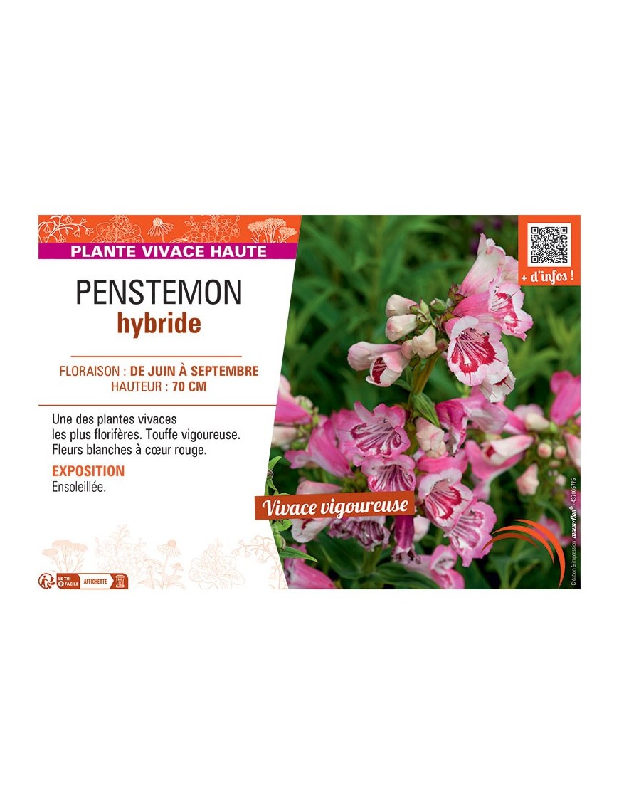 PENSTEMON HYBRIDE (blanc à cœur rouge)