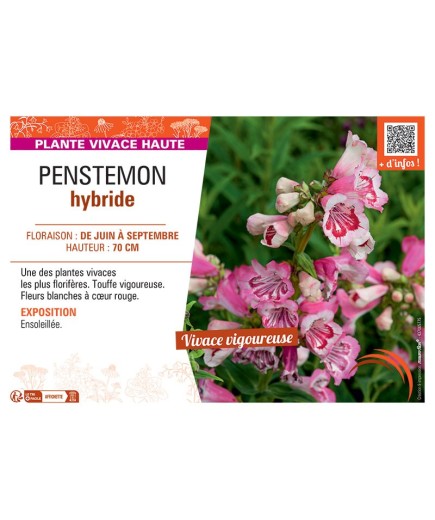 PENSTEMON HYBRIDE (blanc à cœur rouge)