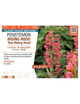 PENSTEMON RIDING HOOD Red Riding Hood