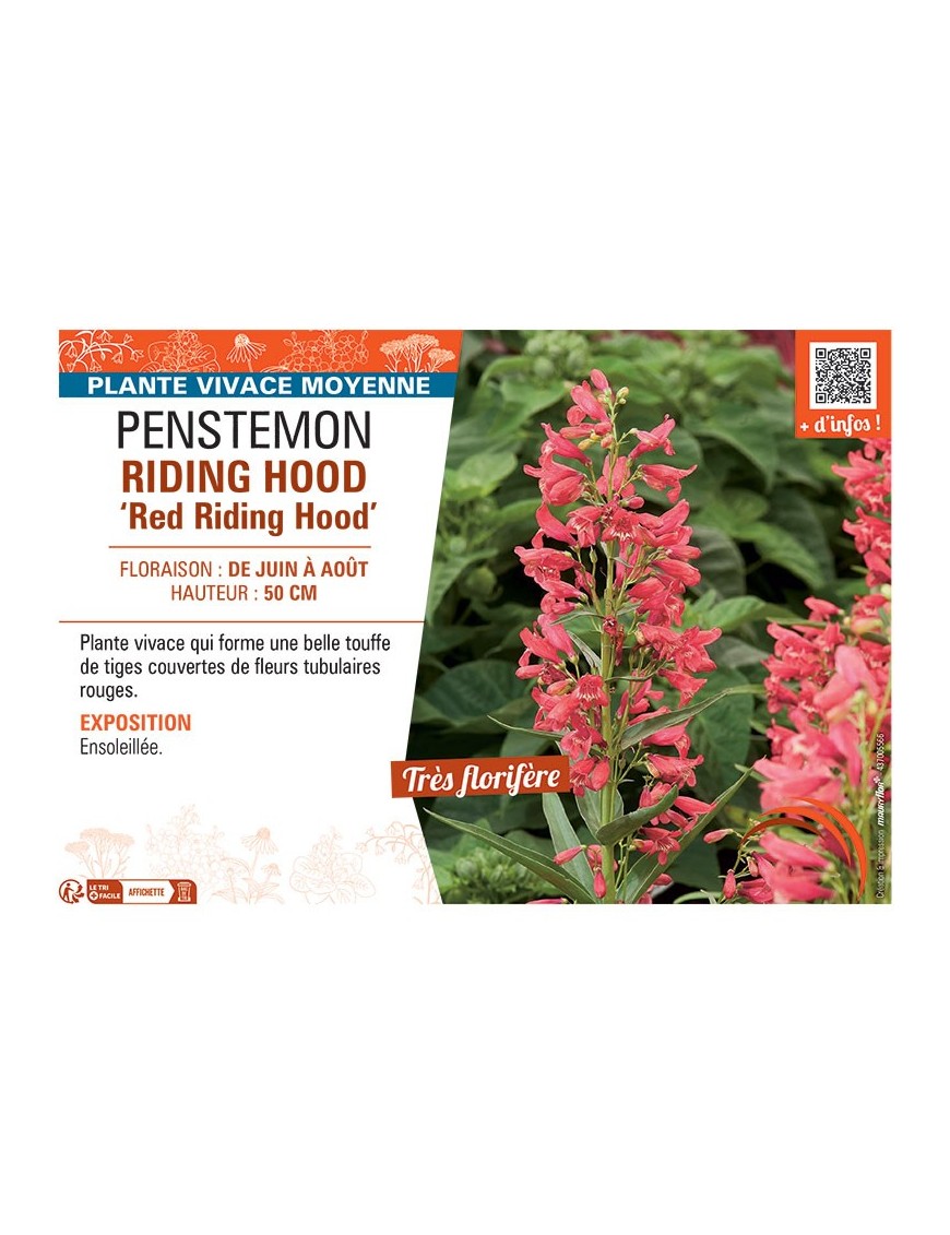 PENSTEMON RIDING HOOD Red Riding Hood
