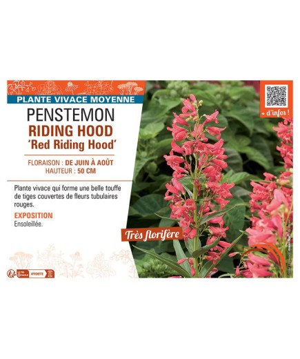 PENSTEMON RIDING HOOD Red Riding Hood