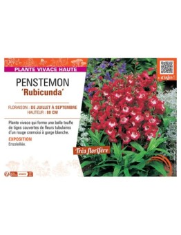 PENSTEMON RUBICUNDA