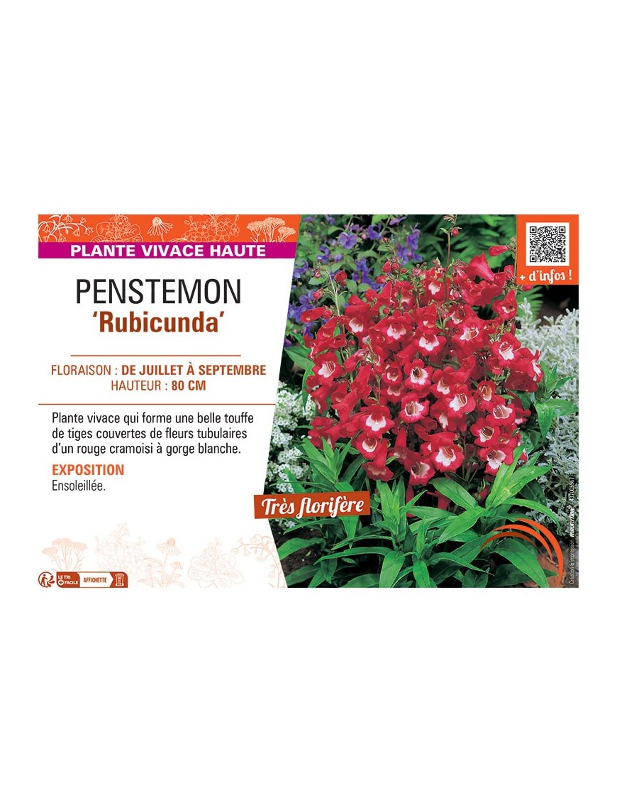PENSTEMON RUBICUNDA