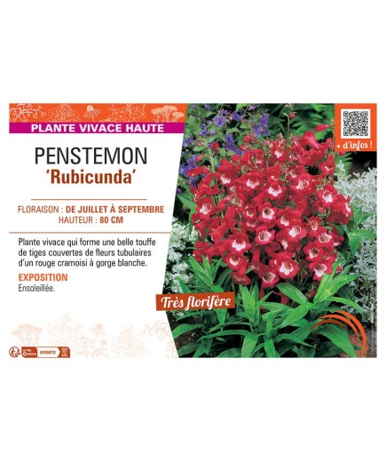 PENSTEMON RUBICUNDA
