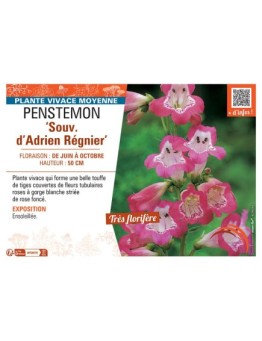 PENSTEMON SOUV. D'ADRIEN REGNIER