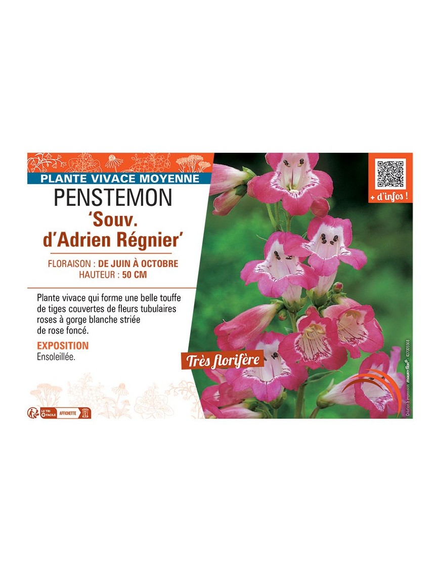PENSTEMON SOUV. D'ADRIEN REGNIER