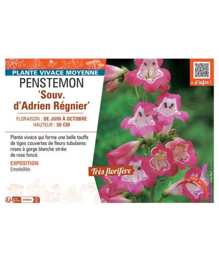 PENSTEMON SOUV. D'ADRIEN REGNIER