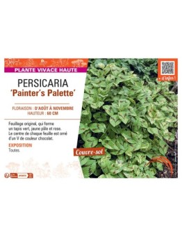 PERSICARIA PAINTER'S PALETTE