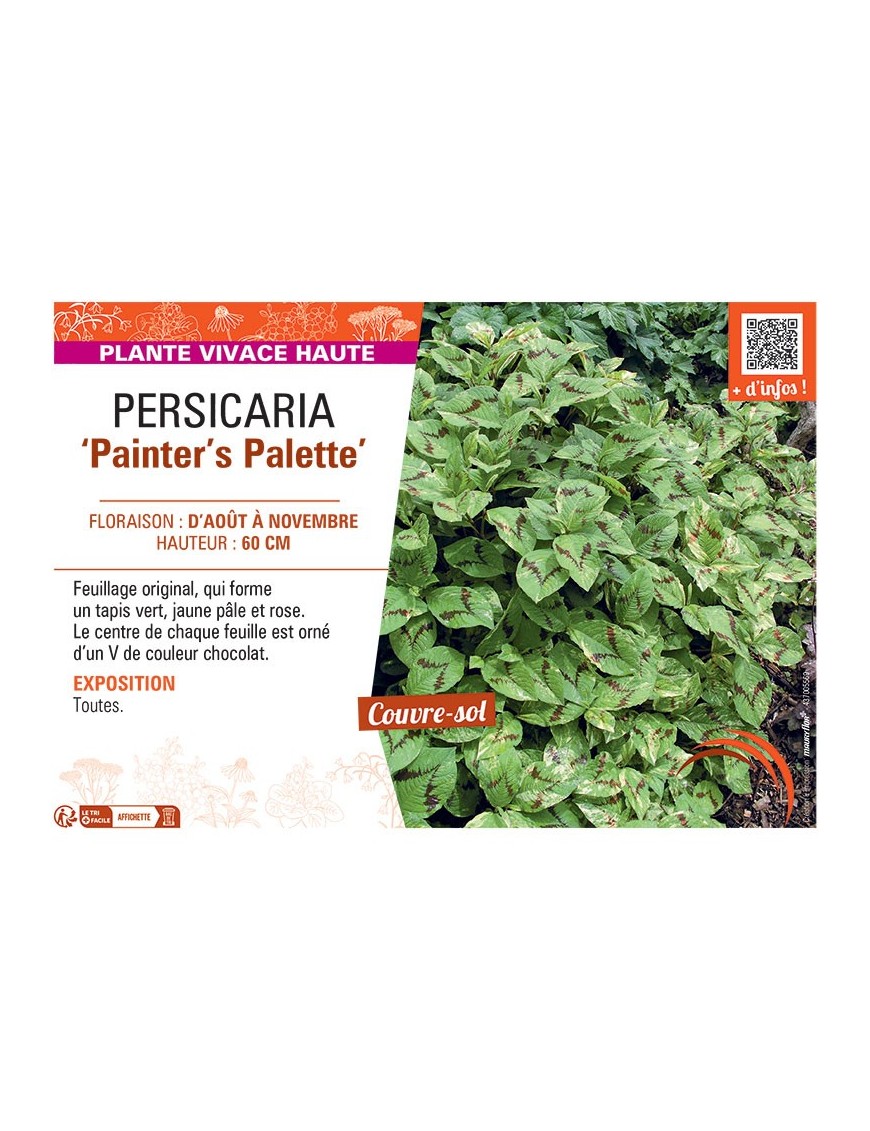 PERSICARIA PAINTER'S PALETTE