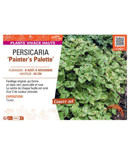 PERSICARIA PAINTER'S PALETTE