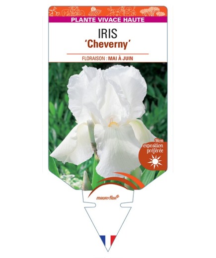 IRIS (germanica) Cheverny