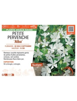 PETITE PERVENCHE ALBA
