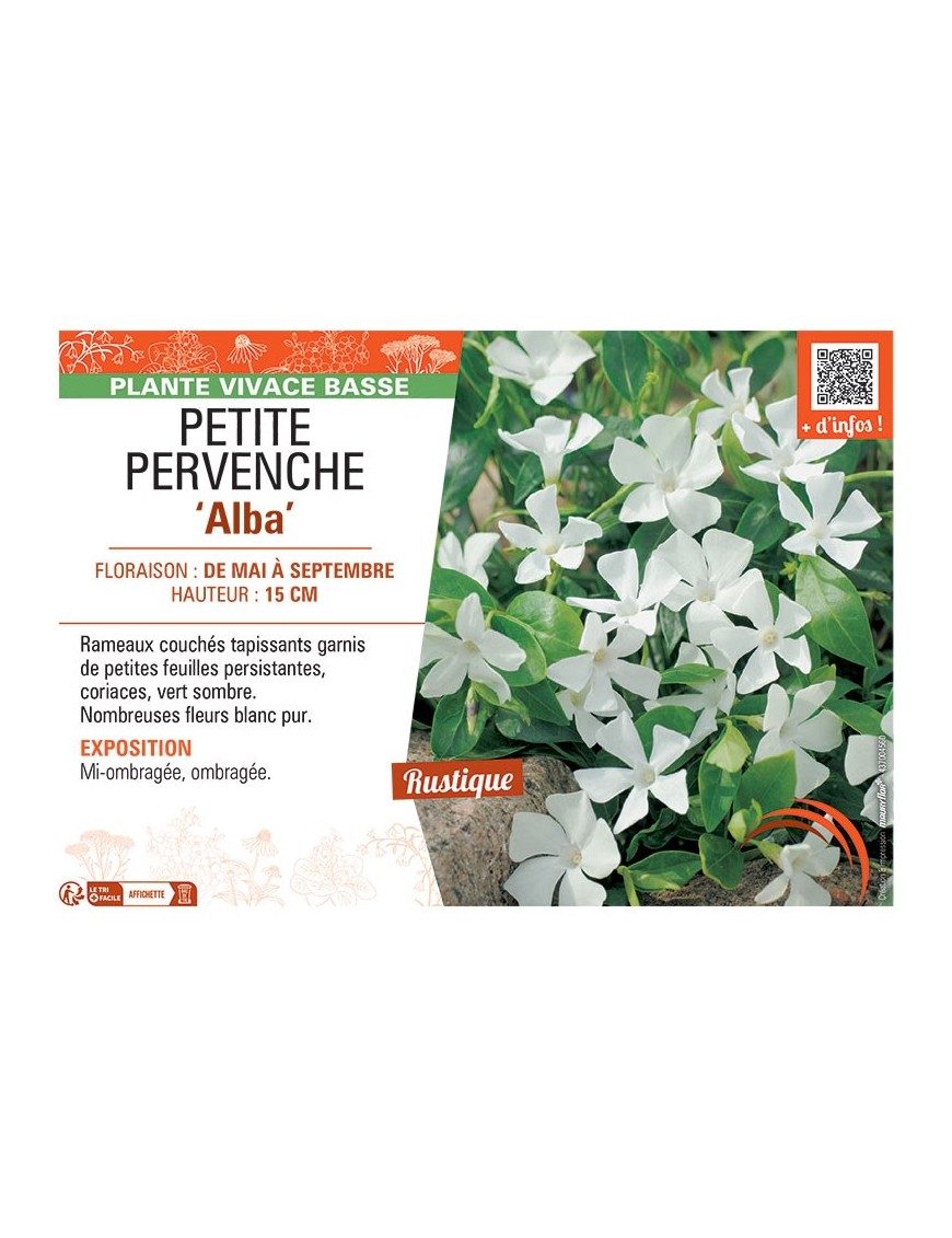 PETITE PERVENCHE ALBA