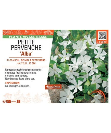 PETITE PERVENCHE ALBA