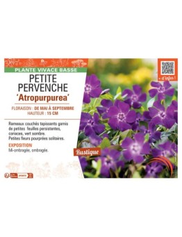 PETITE PERVENCHE ATROPURPUREA