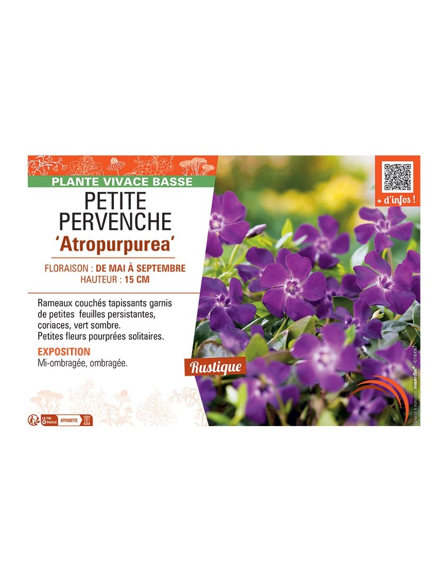 PETITE PERVENCHE ATROPURPUREA