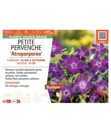 PETITE PERVENCHE ATROPURPUREA