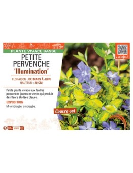 PETITE PERVENCHE ILLUMINATION