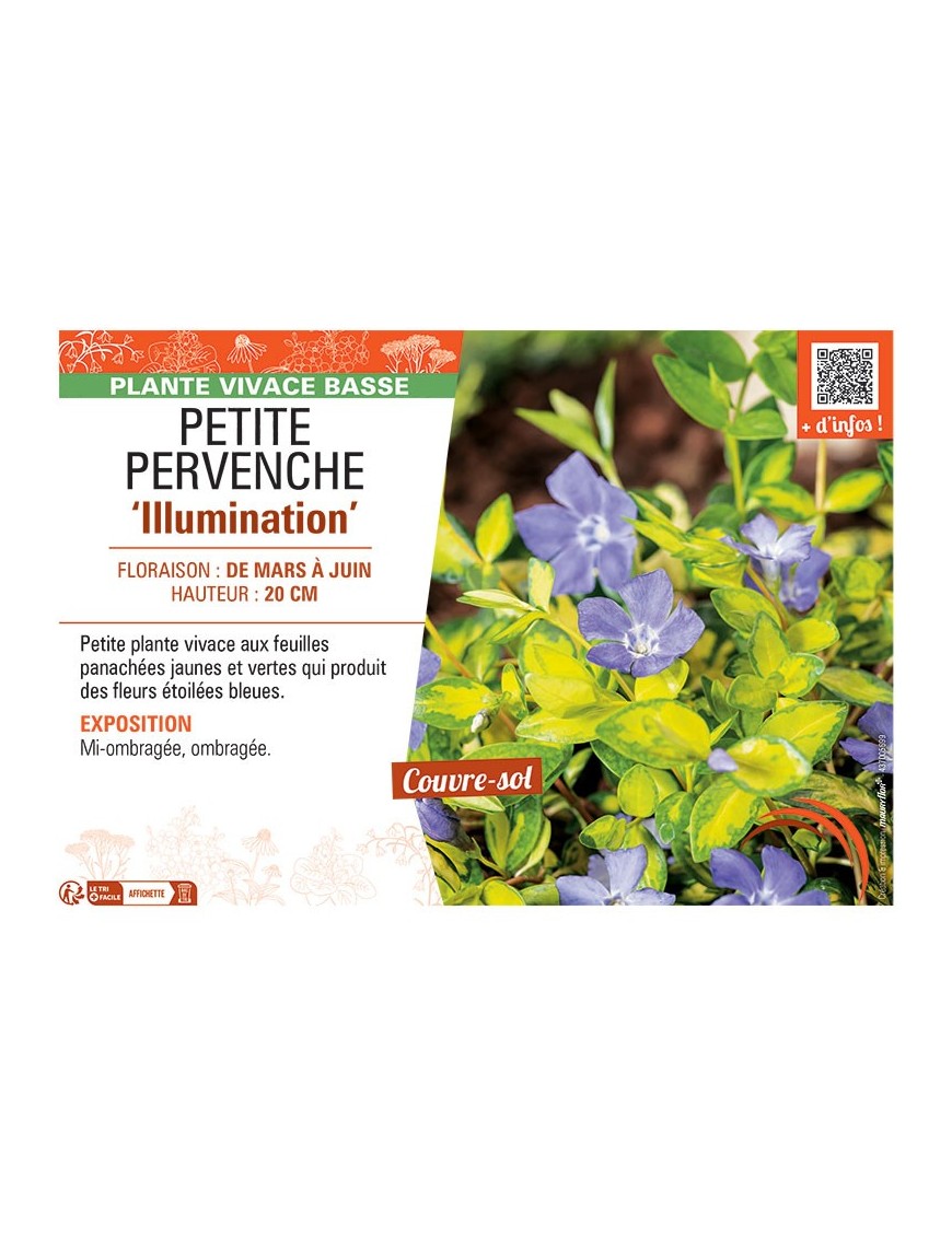 PETITE PERVENCHE ILLUMINATION