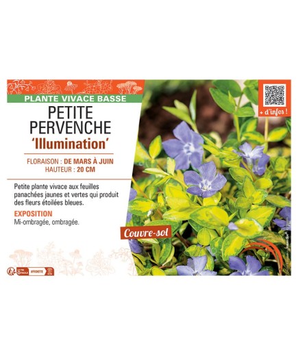 PETITE PERVENCHE ILLUMINATION