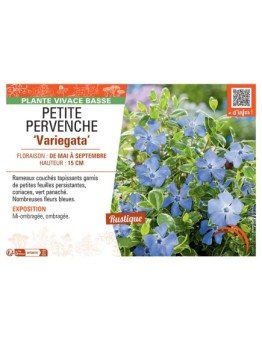 PETITE PERVENCHE VARIEGATA