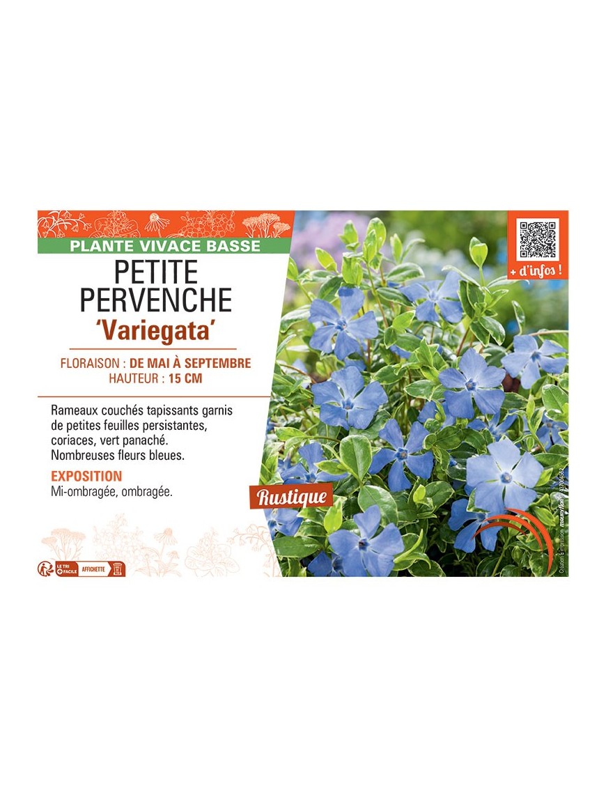 PETITE PERVENCHE VARIEGATA