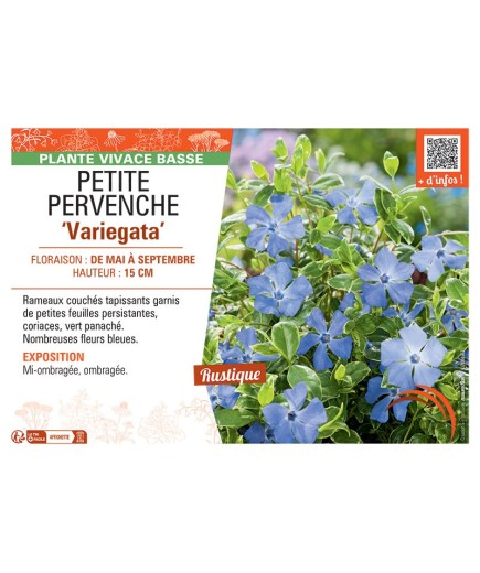 PETITE PERVENCHE VARIEGATA
