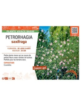 PETRORHAGIA SAXIFRAGA
