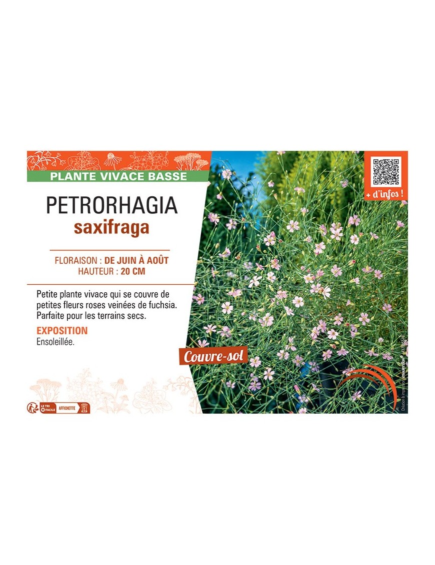 PETRORHAGIA SAXIFRAGA