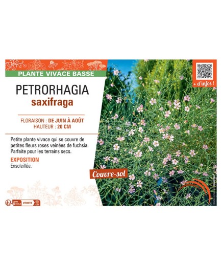 PETRORHAGIA SAXIFRAGA