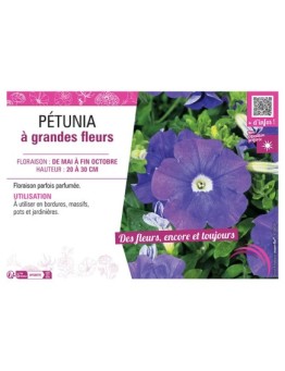 PETUNIA A GRANDES FLEURS (bleu)