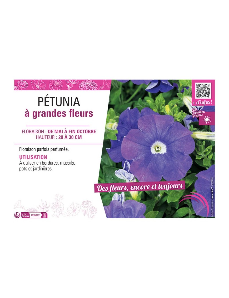 PETUNIA A GRANDES FLEURS (bleu)