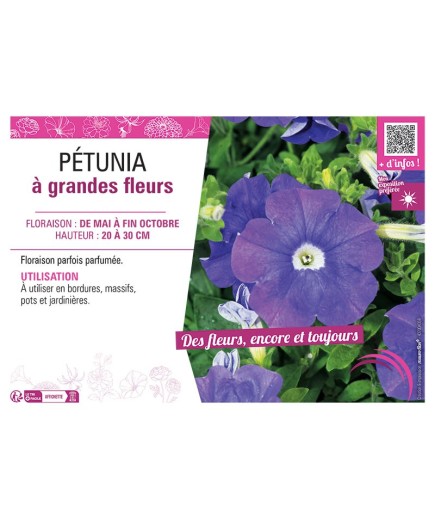 PETUNIA A GRANDES FLEURS (bleu)