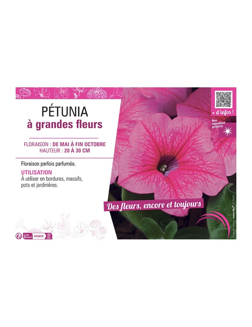PETUNIA A GRANDES FLEURS (rose)