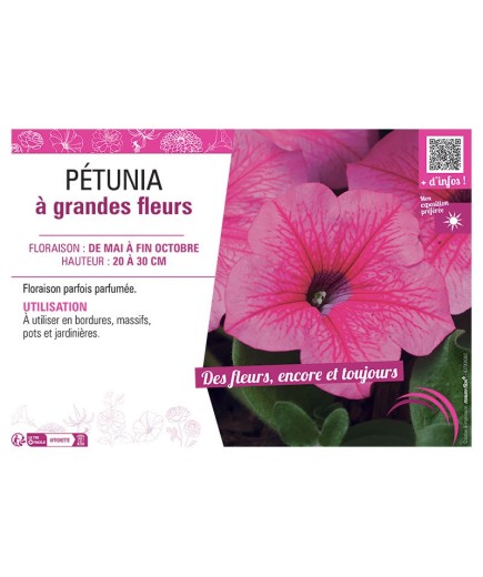 PETUNIA A GRANDES FLEURS (rose)