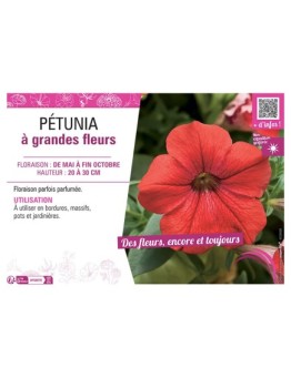 PETUNIA A GRANDES FLEURS (rouge)