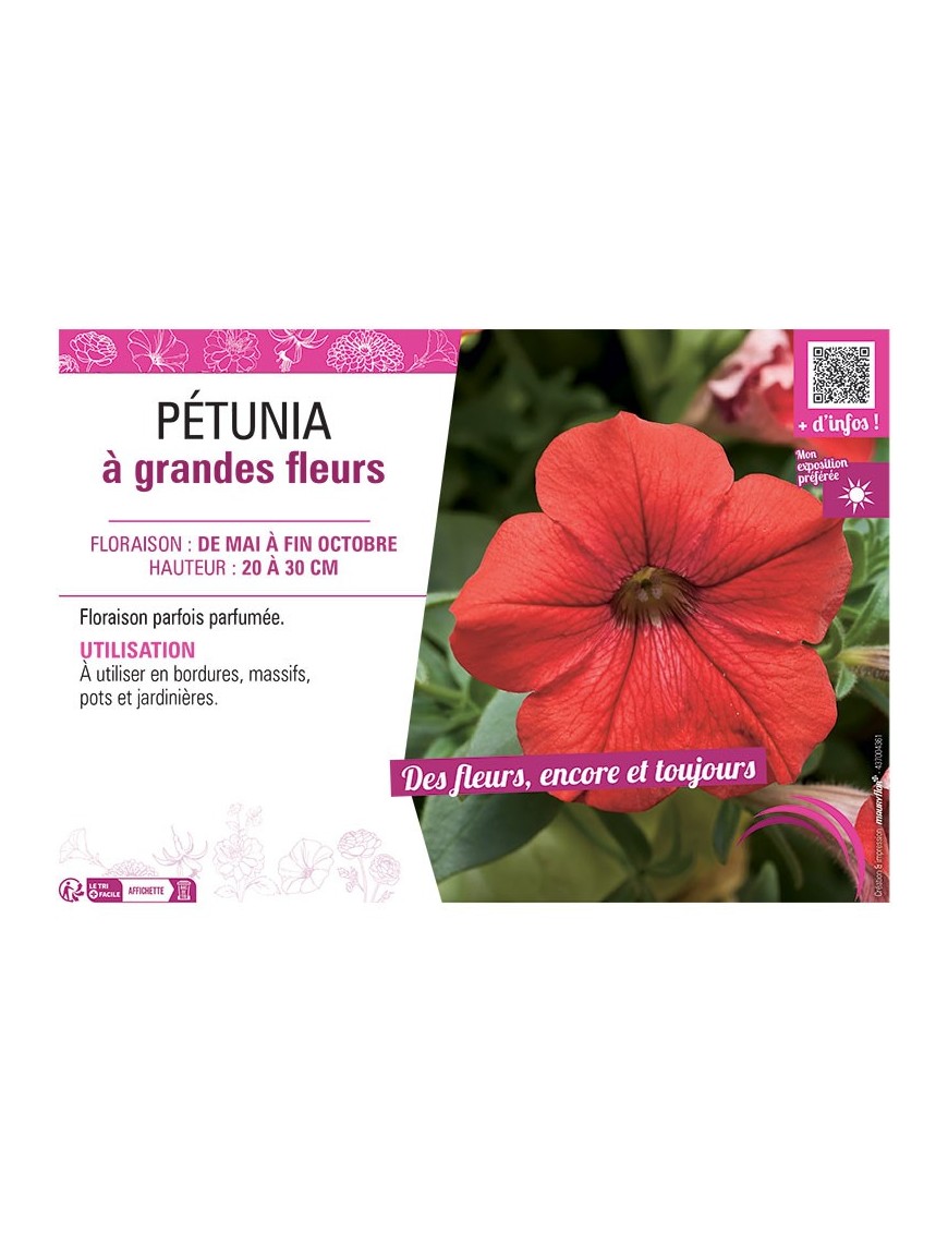 PETUNIA A GRANDES FLEURS (rouge)