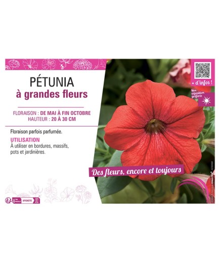 PETUNIA A GRANDES FLEURS (rouge)