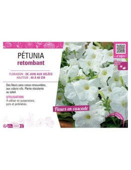 PETUNIA RETOMBANT (blanc)
