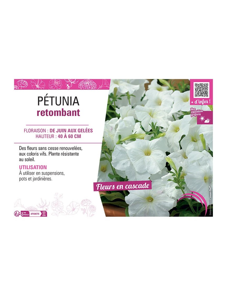 PETUNIA RETOMBANT (blanc)