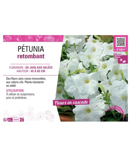 PETUNIA RETOMBANT (blanc)
