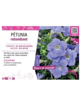PETUNIA RETOMBANT (bleu ciel)