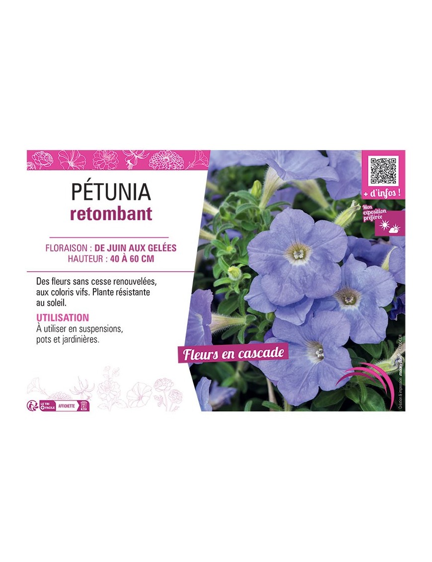 PETUNIA RETOMBANT (bleu ciel)
